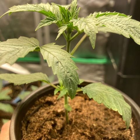 Tru OG (Bag Seeds) #07 growlog photo: Growth stages from week 2 till week 4
