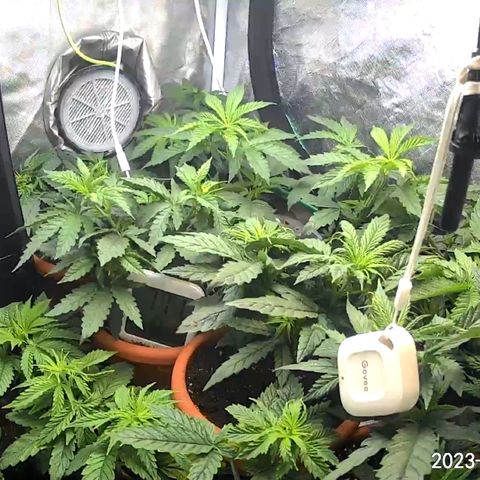Tru OG (Bag Seeds) #07 growlog photo: Growth stages from week 2 till week 4
