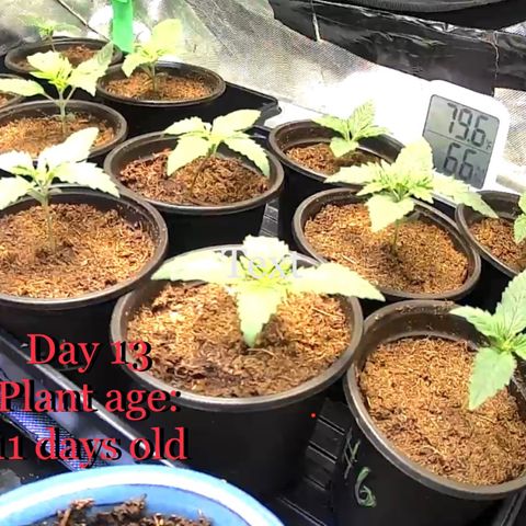 Tru OG (Bag Seeds) #07 growlog photo: Growth stages from week 2 till week 4