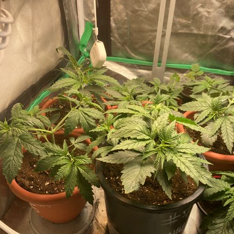 Tru OG (Bag Seeds) #07 growlog photo: Growth stages from week 2 till week 4