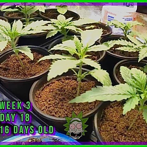 Tru OG (Bag Seeds) #07 growlog photo: Growth stages from week 2 till week 4
