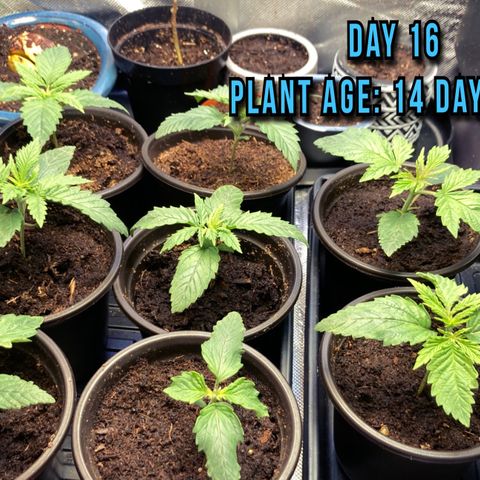Tru OG (Bag Seeds) #07 growlog photo: Growth stages from week 2 till week 4