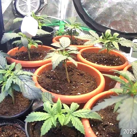Tru OG (Bag Seeds) #07 growlog photo: Growth stages from week 2 till week 4