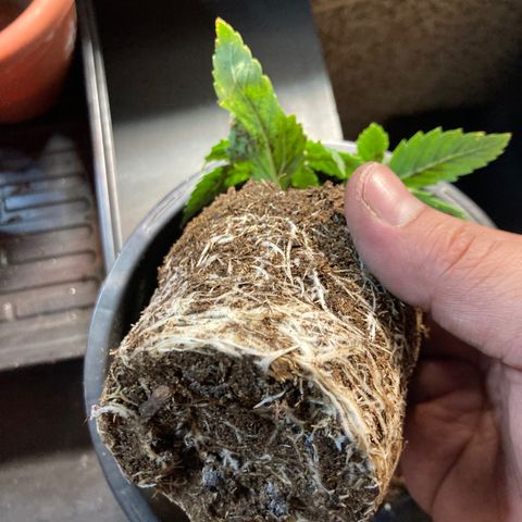 Tru OG (Bag Seeds) #07 growlog photo: Growth stages from week 2 till week 4