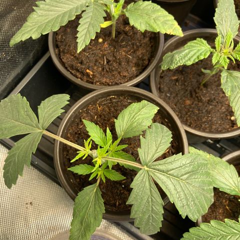 Tru OG (Bag Seeds) #07 growlog photo: Growth stages from week 2 till week 4