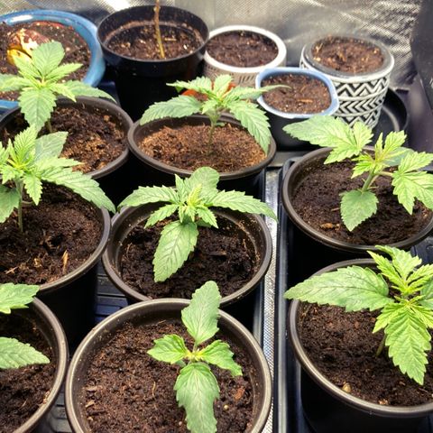 Tru OG (Bag Seeds) #07 growlog photo: Growth stages from week 2 till week 4