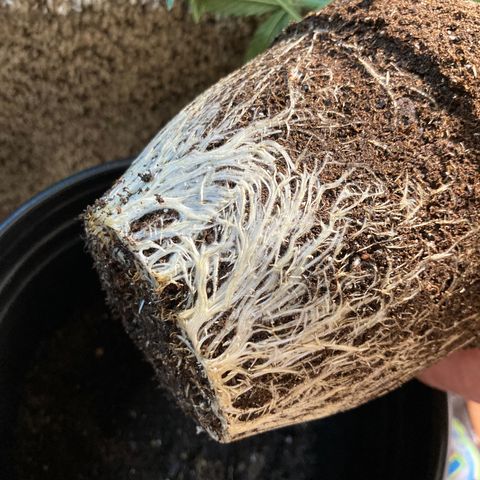 Tru OG (Bag Seeds) #07 growlog photo: Growth rate 