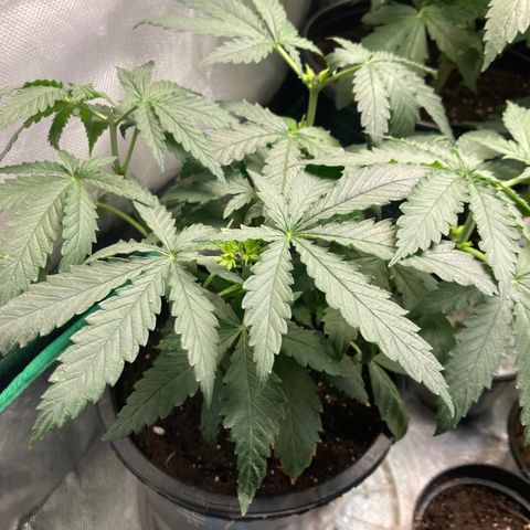 Tru OG (Bag Seeds) #07 growlog photo: Growth rate 