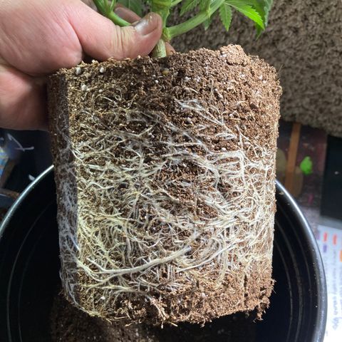 Tru OG (Bag Seeds) #07 growlog photo: Growth rate 