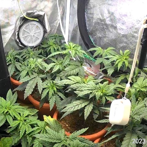Tru OG (Bag Seeds) #07 growlog photo: Growth rate 