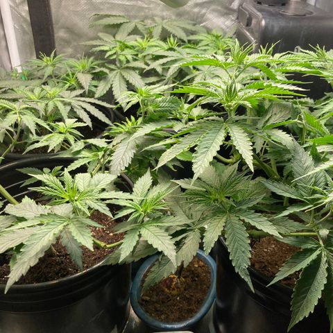 Tru OG (Bag Seeds) #07 growlog photo: Growth rate 