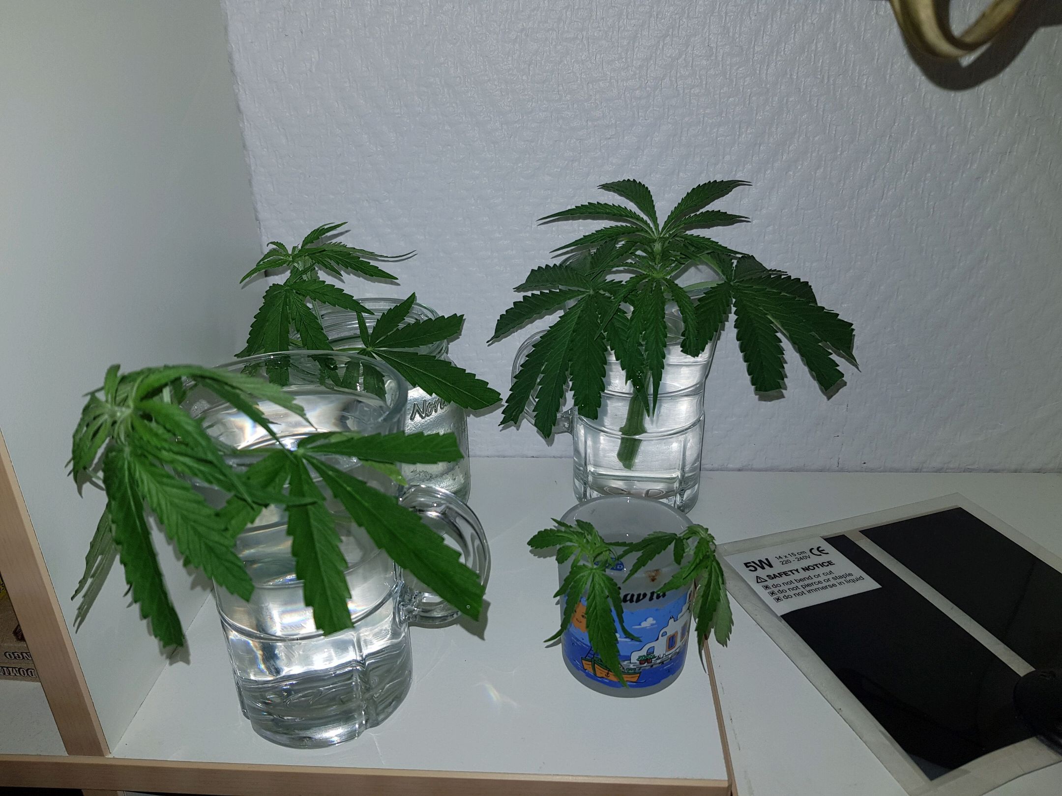 Mystery seed cutlings growlog header