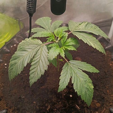 O.G kush growlog timeline photo