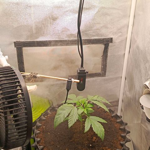O.G kush growlog timeline photo