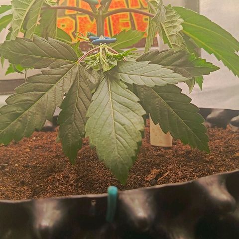 O.G kush growlog timeline photo