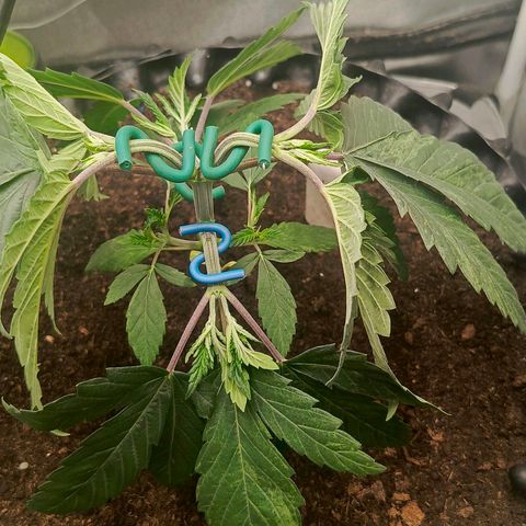 O.G kush growlog timeline photo