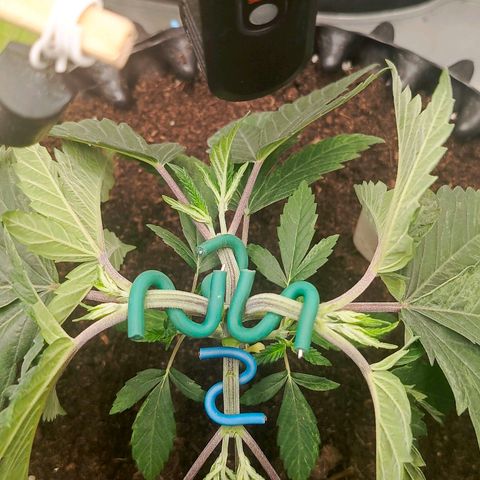 O.G kush growlog timeline photo