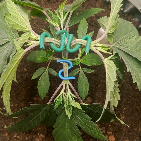 O.G kush growlog timeline photo