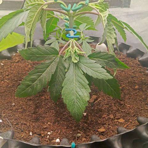 O.G kush growlog timeline photo