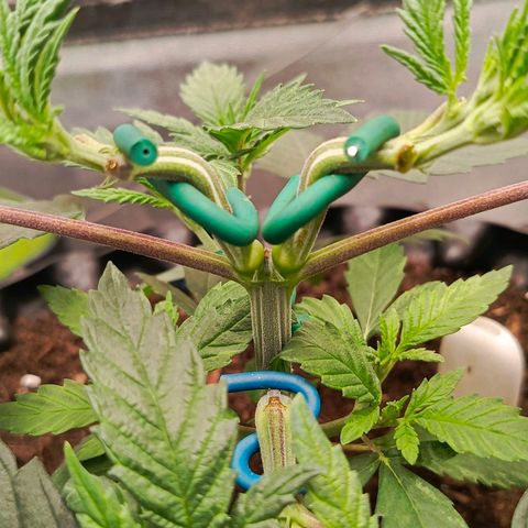 O.G kush growlog timeline photo