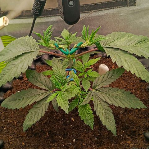 O.G kush growlog timeline photo