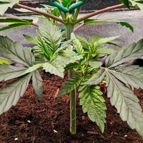 O.G kush growlog timeline photo