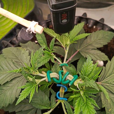 O.G kush growlog timeline photo