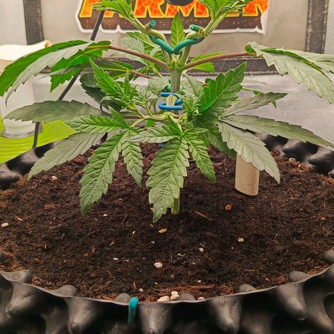 O.G kush growlog timeline photo