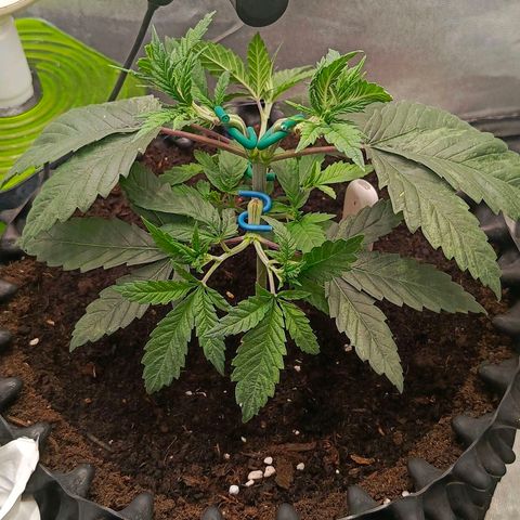 O.G kush growlog timeline photo