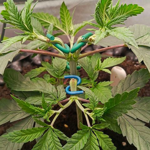 O.G kush growlog timeline photo