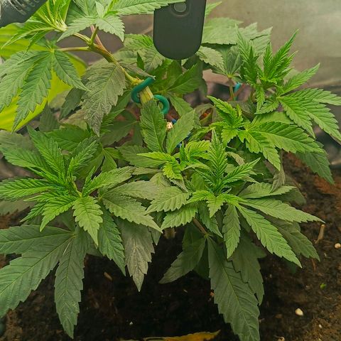 O.G kush growlog timeline photo