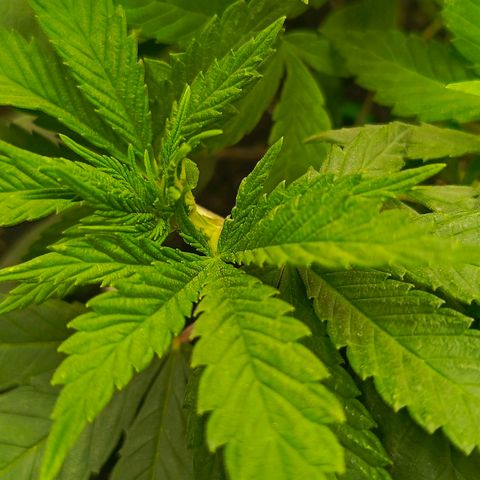 O.G kush growlog timeline photo