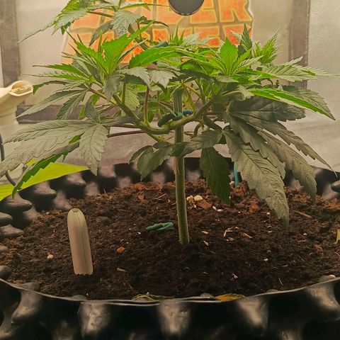 O.G kush growlog timeline photo