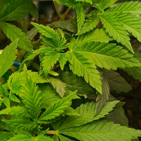 O.G kush growlog timeline photo