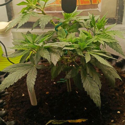O.G kush growlog timeline photo