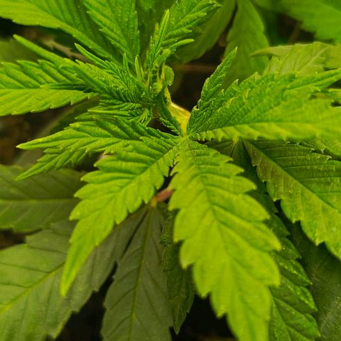 O.G kush growlog timeline photo