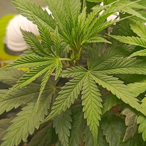 O.G kush growlog timeline photo