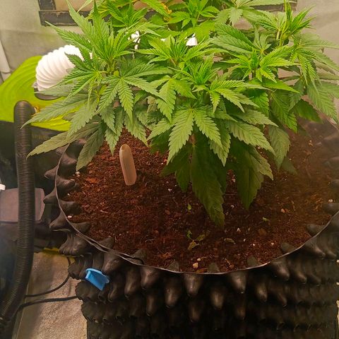 O.G kush growlog timeline photo