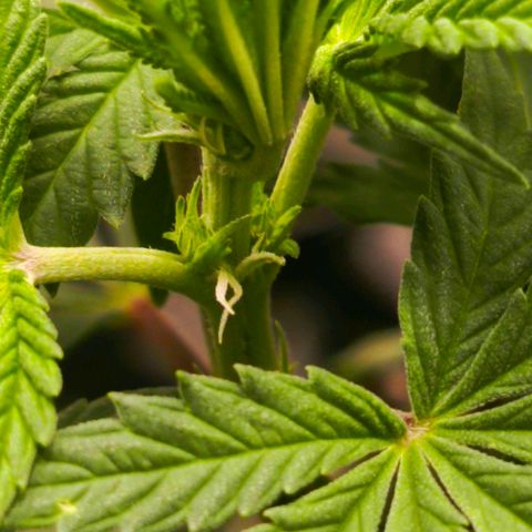 O.G kush growlog timeline photo