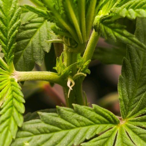 O.G kush growlog timeline photo