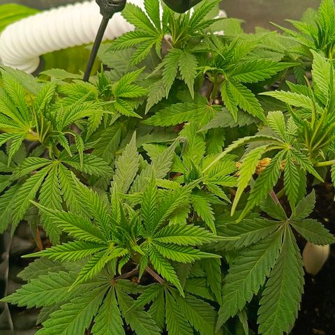 O.G kush growlog timeline photo