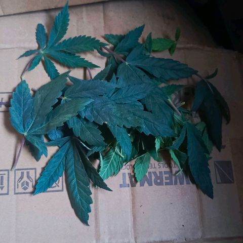 O.G kush growlog timeline photo
