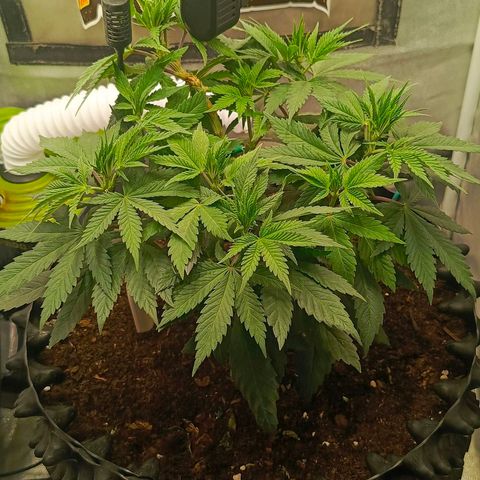 O.G kush growlog timeline photo