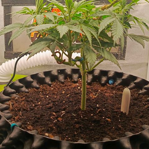 O.G kush growlog timeline photo