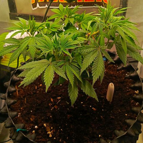 O.G kush growlog timeline photo