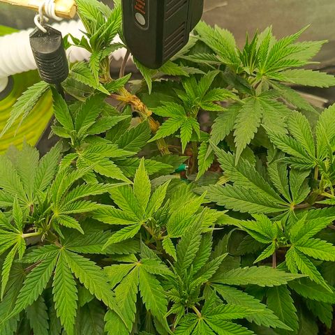 O.G kush growlog timeline photo