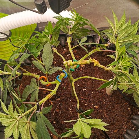 O.G kush growlog timeline photo