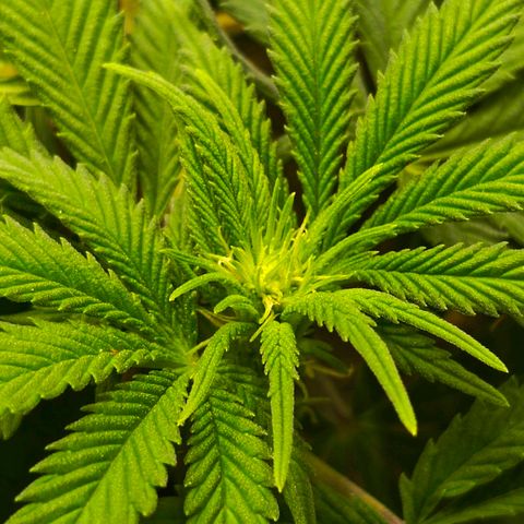 O.G kush growlog timeline photo