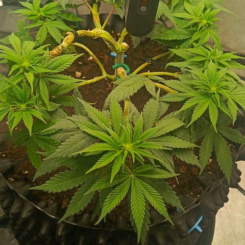 O.G kush growlog timeline photo