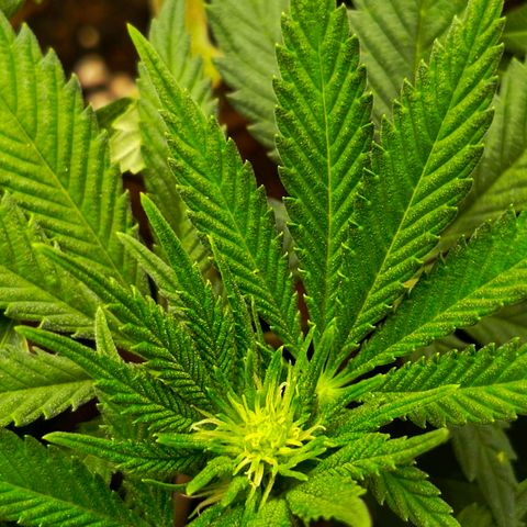 O.G kush growlog timeline photo